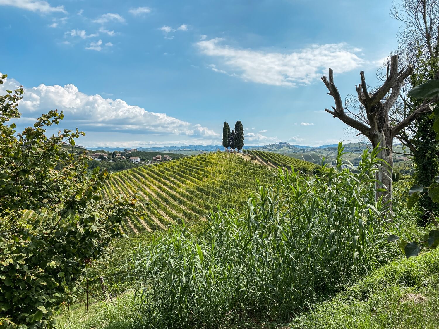 langhe roero