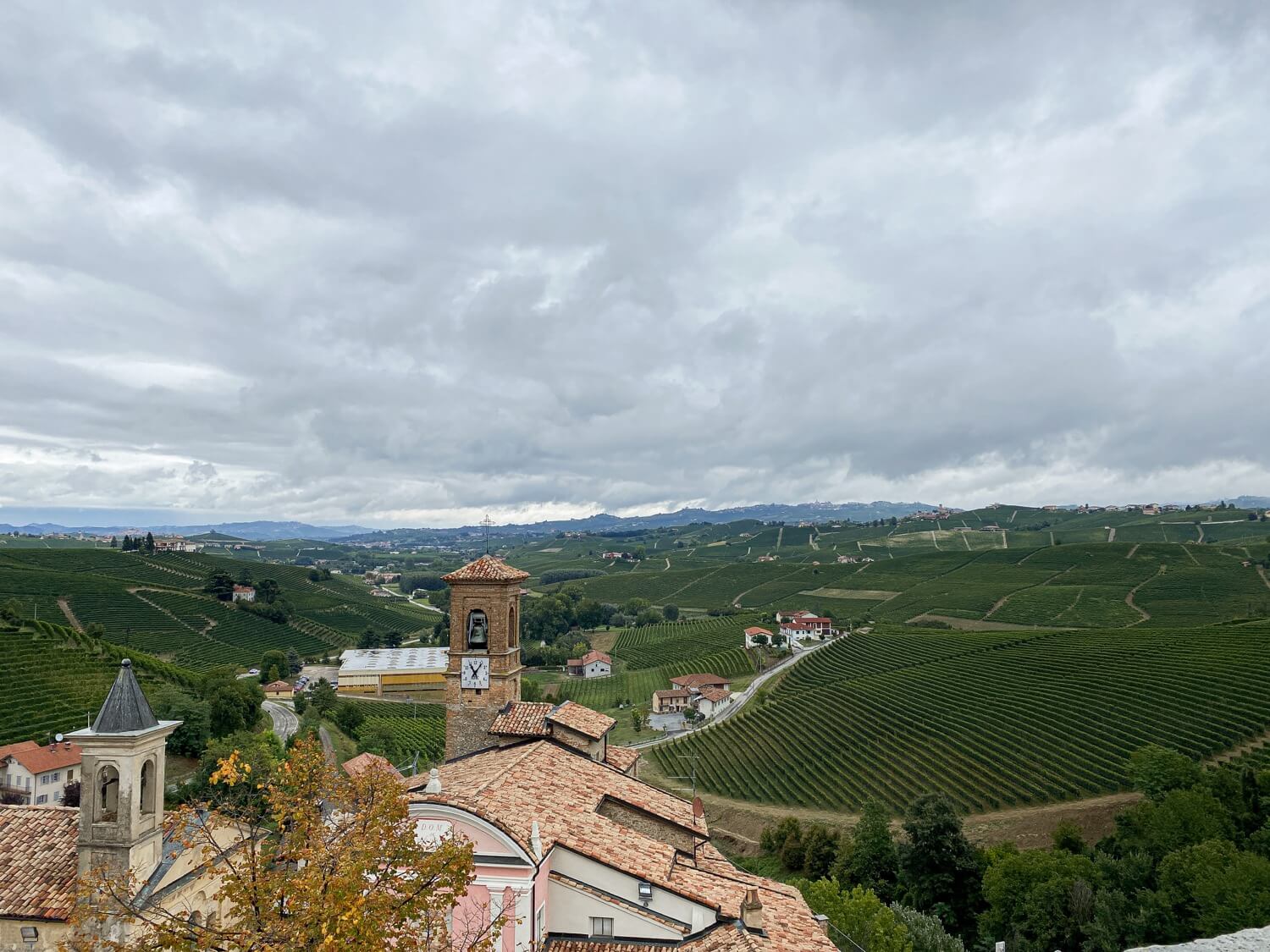 barolo wimu vino