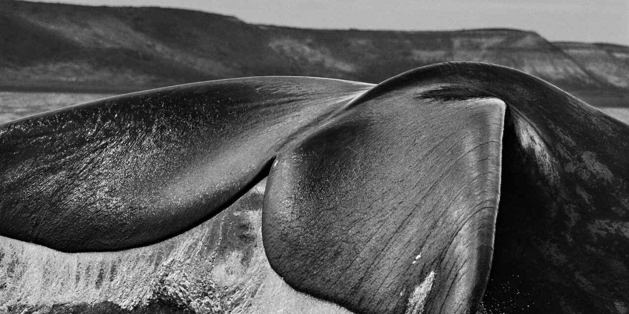 FOTOGRAFI // SEBASTIAO SALGADO