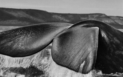 FOTOGRAFI // SEBASTIAO SALGADO