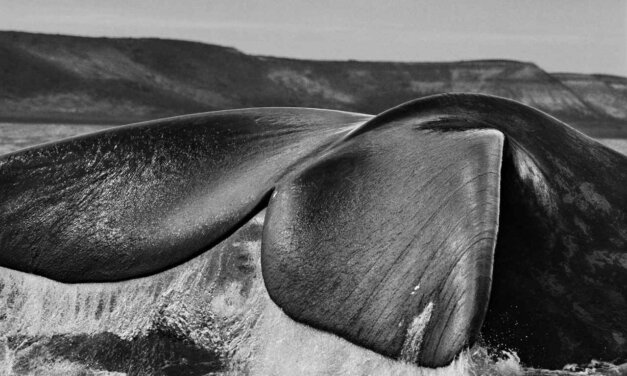 FOTOGRAFI // SEBASTIAO SALGADO