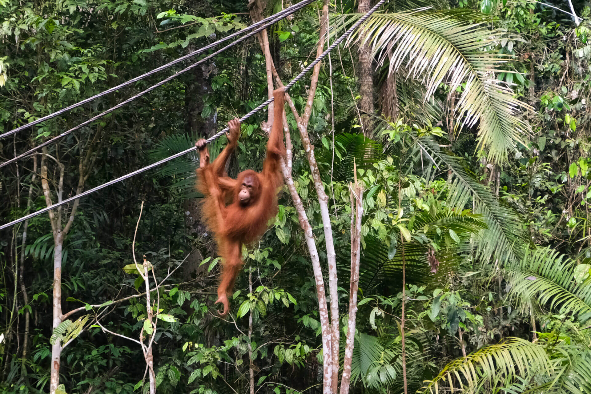 borneo
