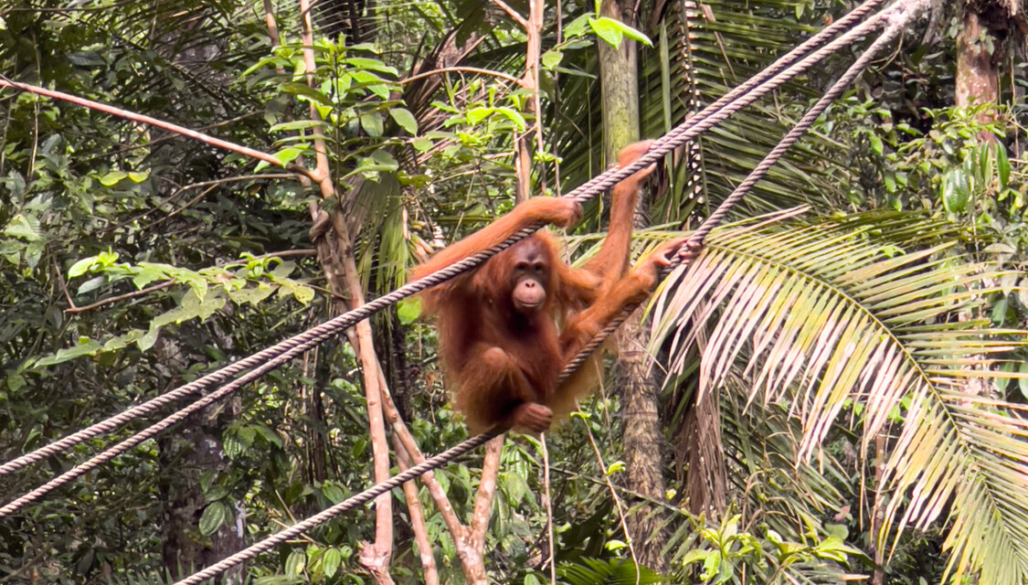 MALESIA // Borneo: cosa vedere nel Sarawak