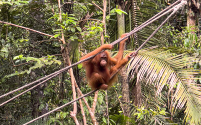 MALESIA // Borneo: cosa vedere nel Sarawak