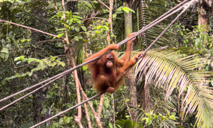 MALESIA // Borneo: cosa vedere nel Sarawak