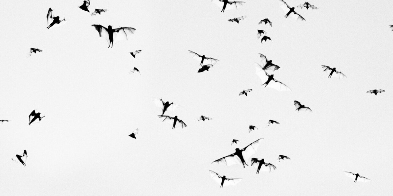 Fotografi // Trent Parke