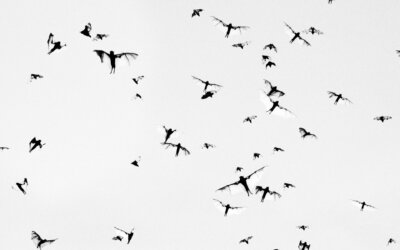 Fotografi // Trent Parke