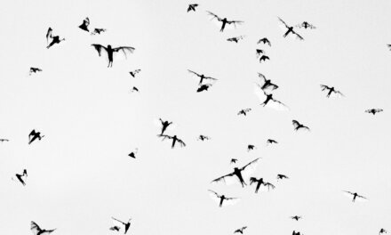 Fotografi // Trent Parke