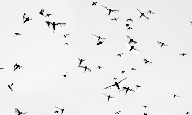 Fotografi // Trent Parke