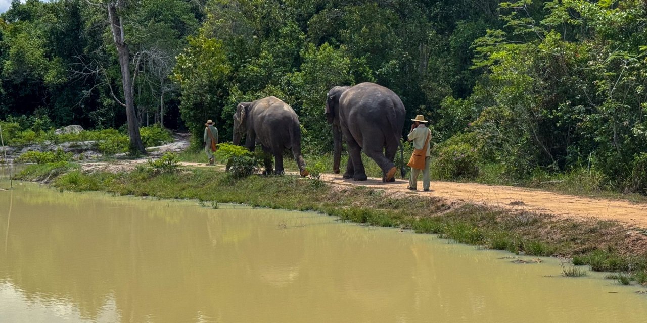 CAMBOGIA // RISERVA DEGLI ELEFANTI DI KULEN