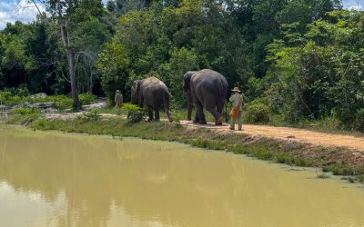 CAMBOGIA // RISERVA DEGLI ELEFANTI DI KULEN
