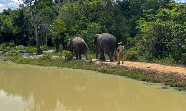 CAMBOGIA // RISERVA DEGLI ELEFANTI DI KULEN