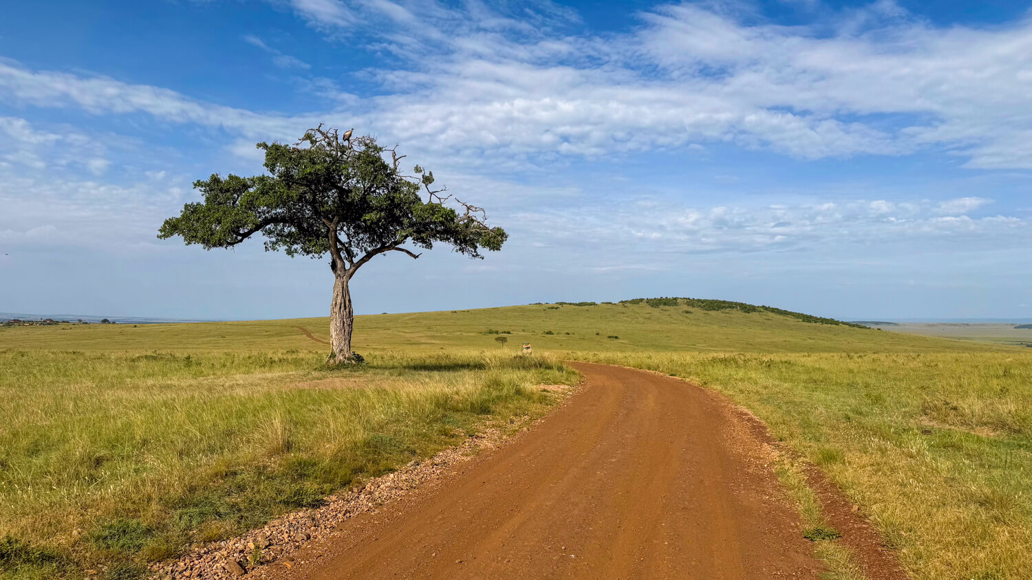 masai mara