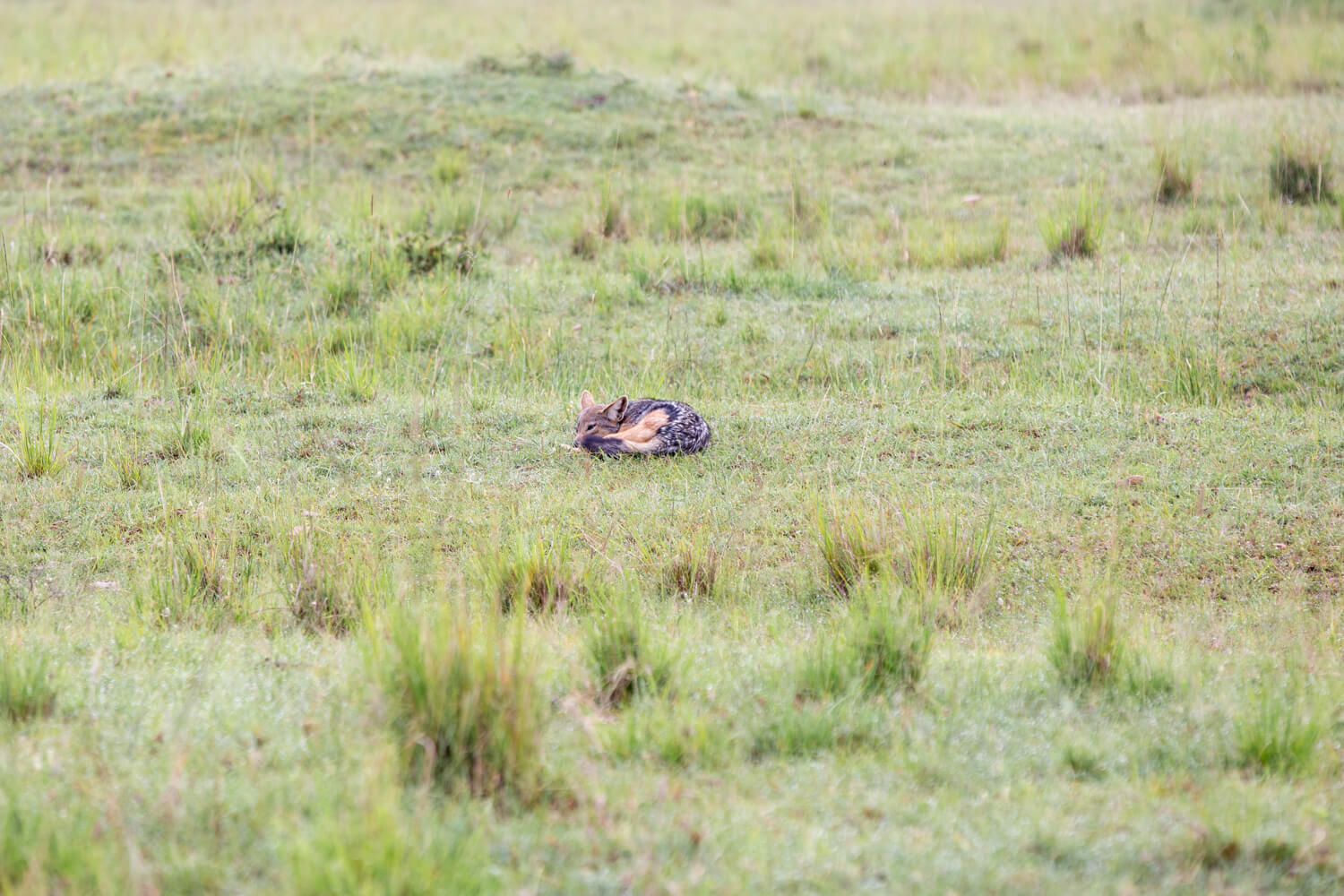 masai mara sciacallo
