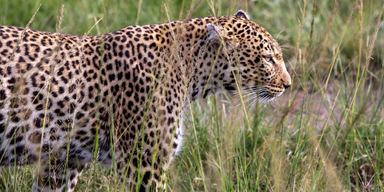 Kenya // Masai Mara