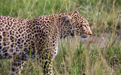 Kenya // Masai Mara