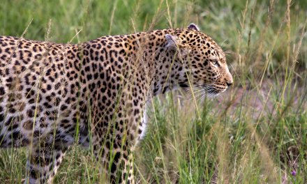 Kenya // Masai Mara