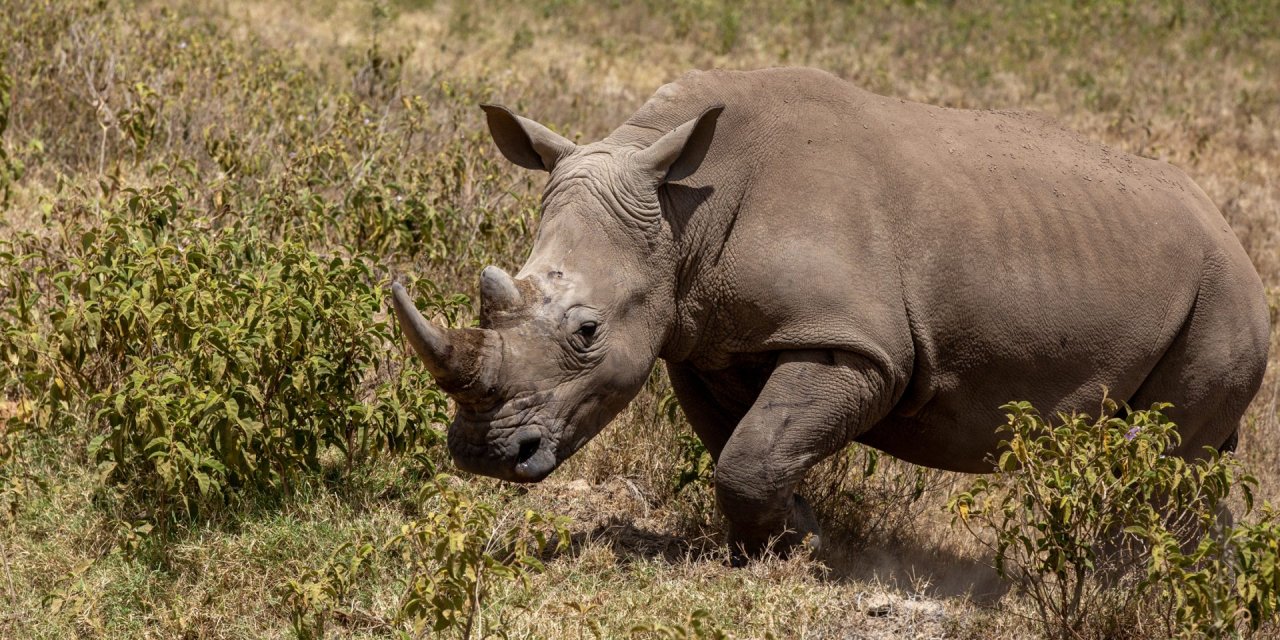 Kenya // Lago Nakuru
