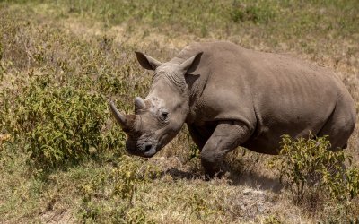 Kenya // Lago Nakuru