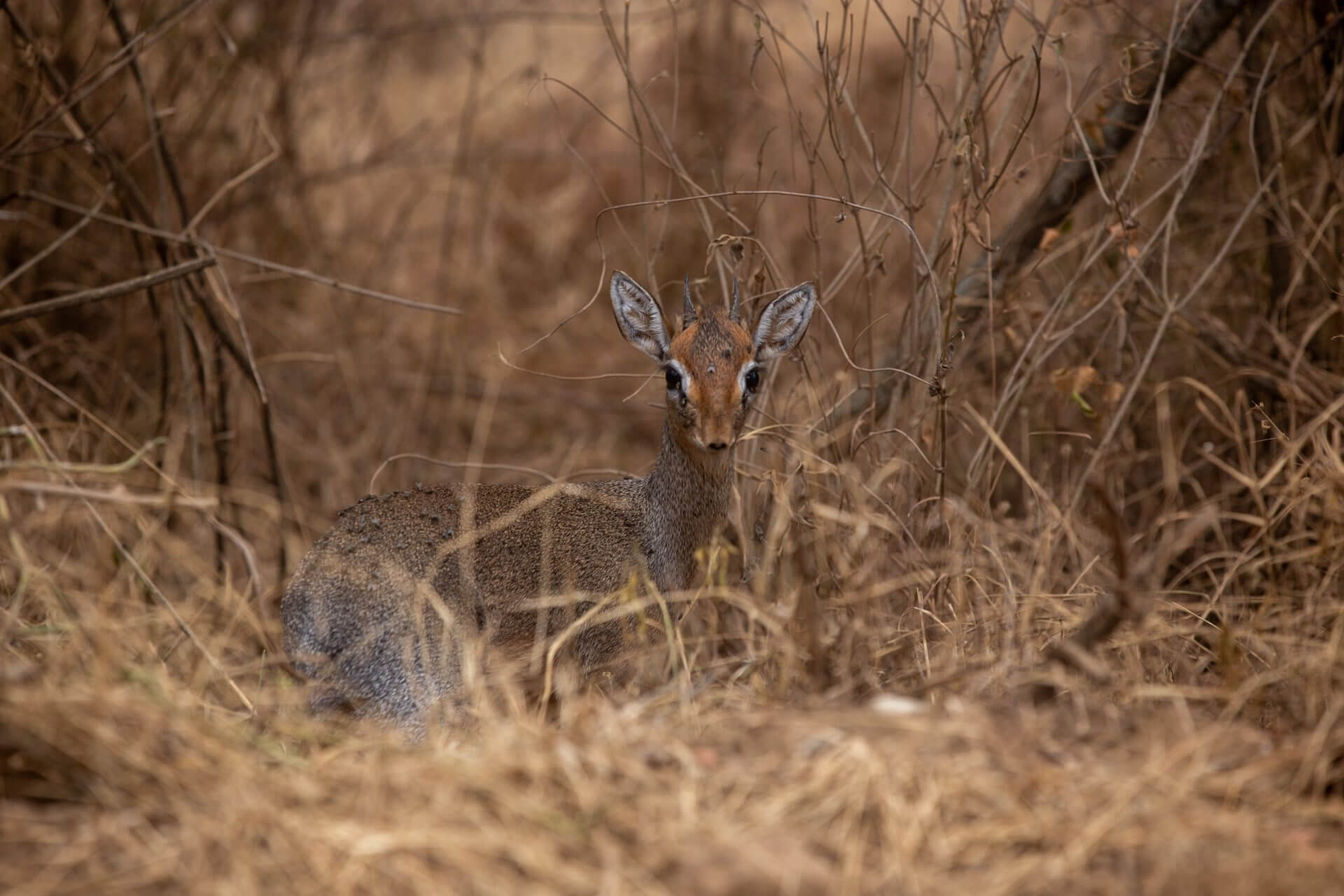 nakuru Kenya dik dik
