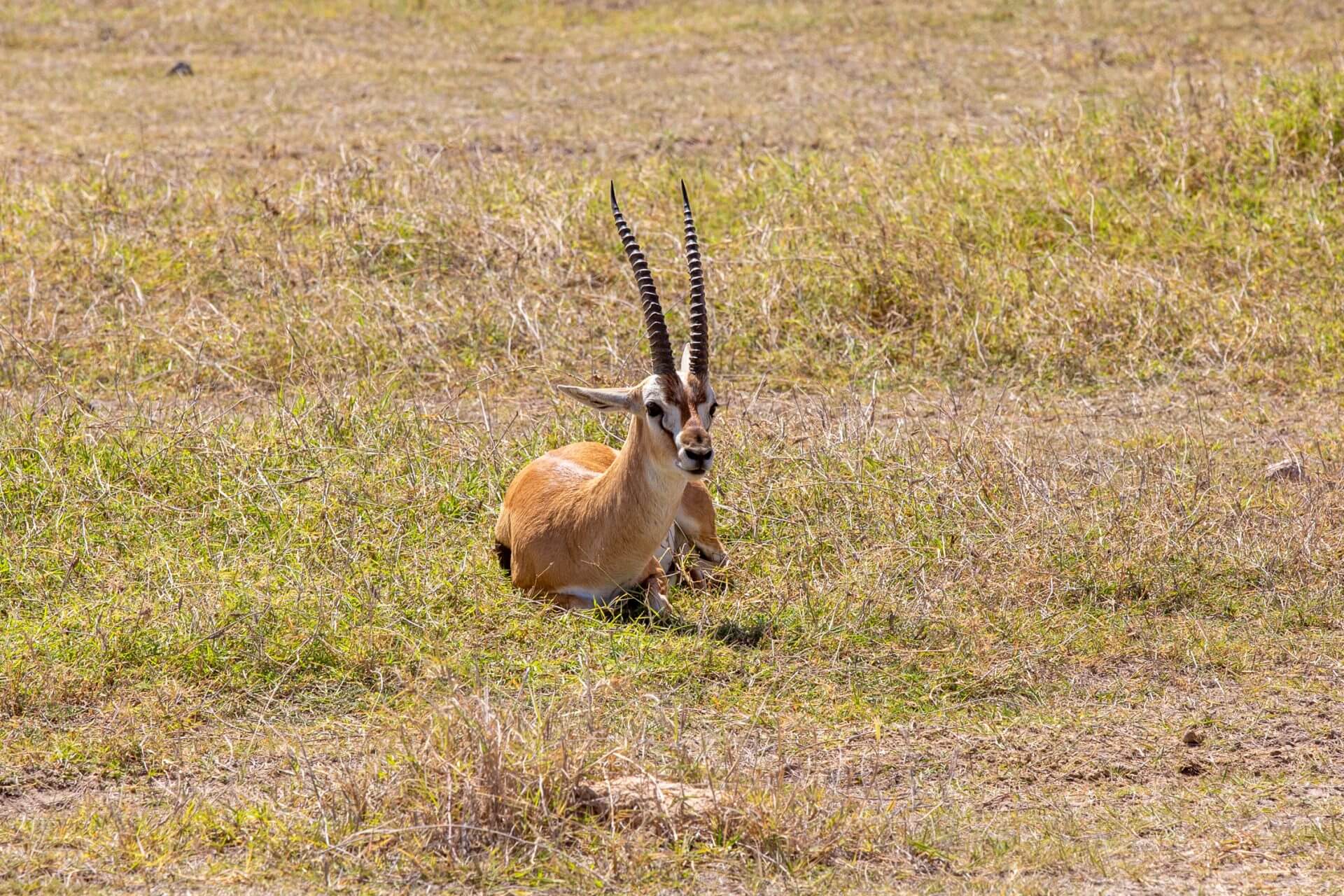 amboseli<br />
