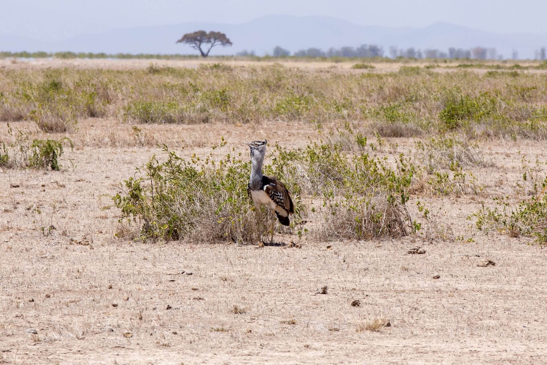 otarda amboseli<br />
