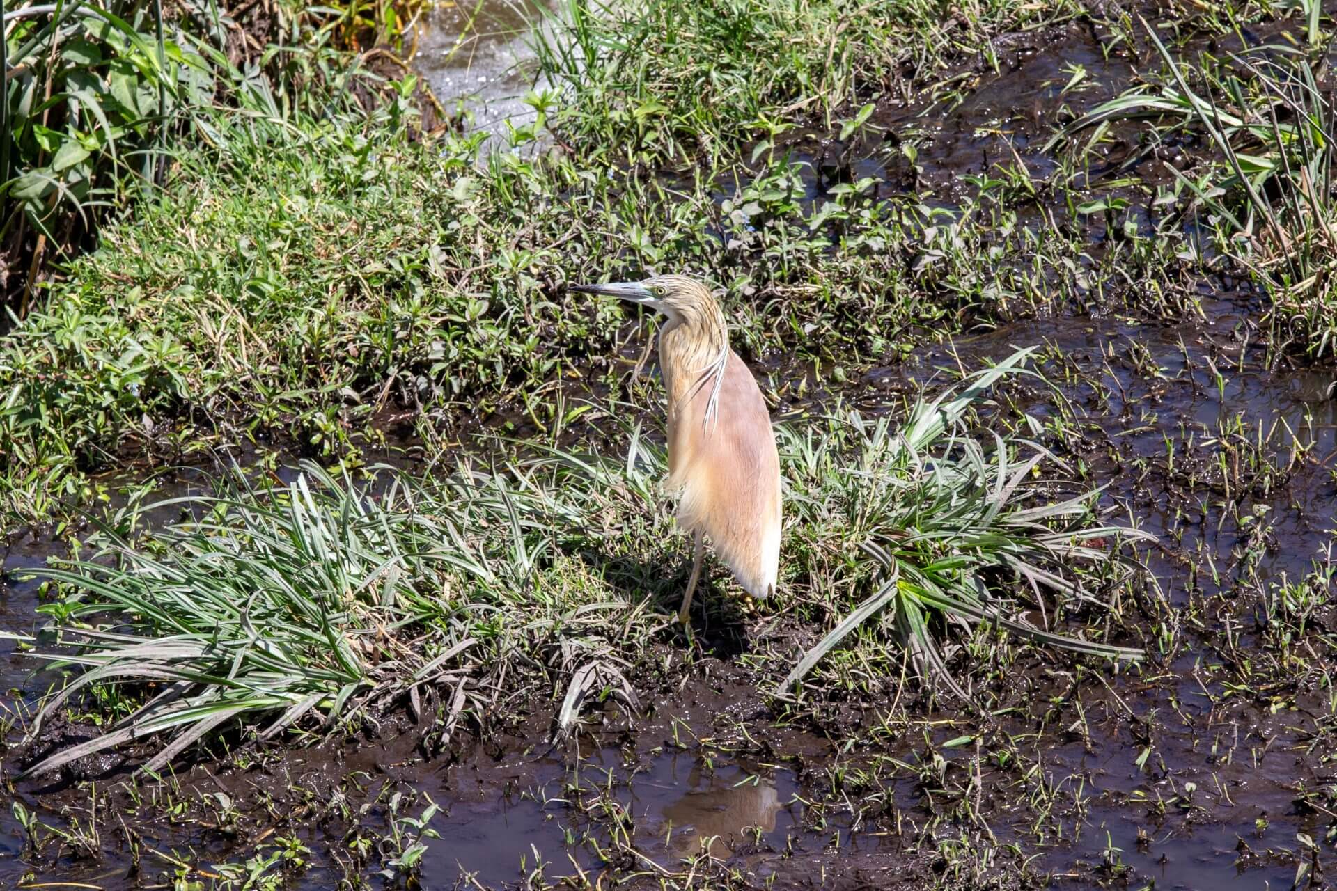 sgarza ciuffetto amboseli