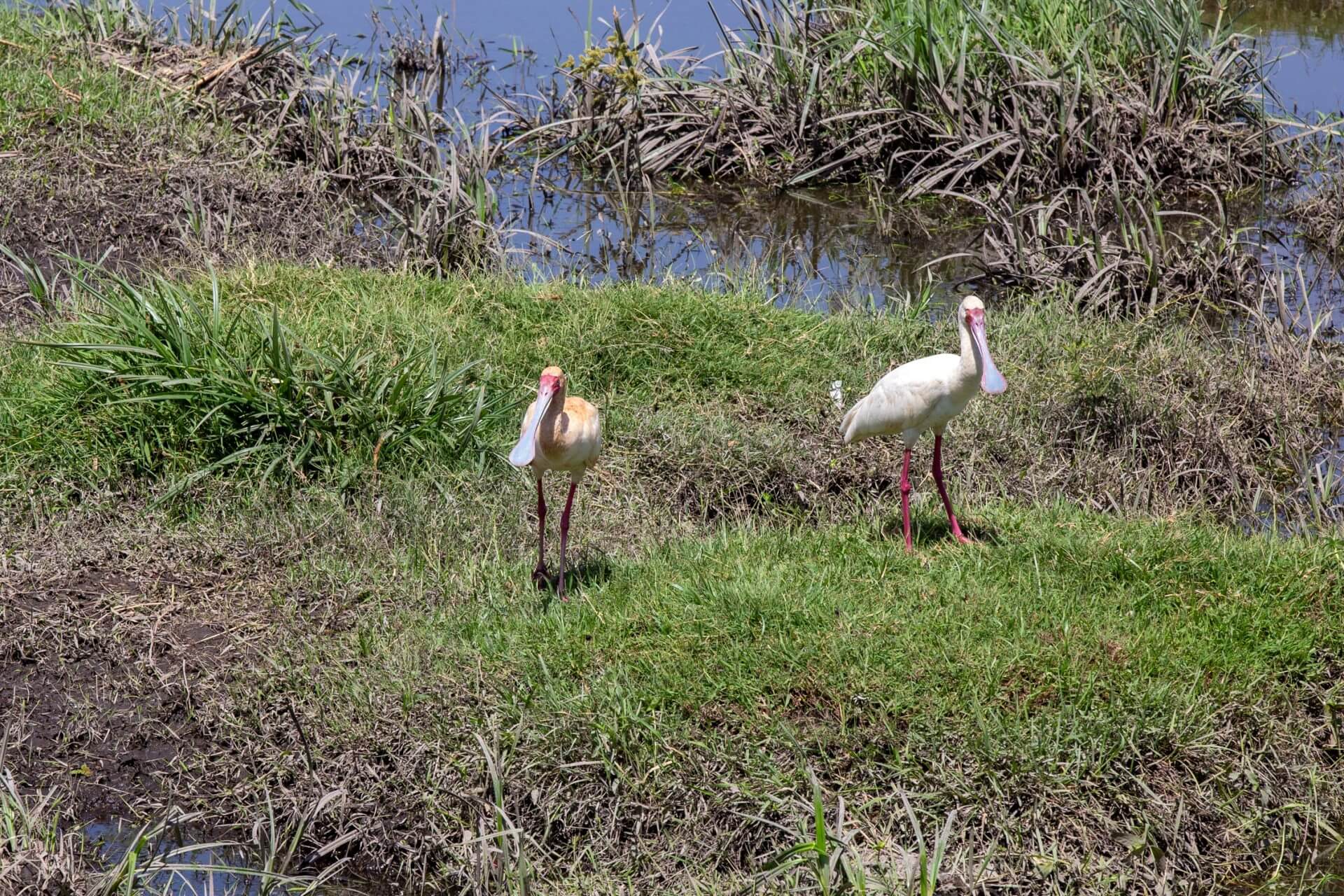 spatola africana amboseli<br />
