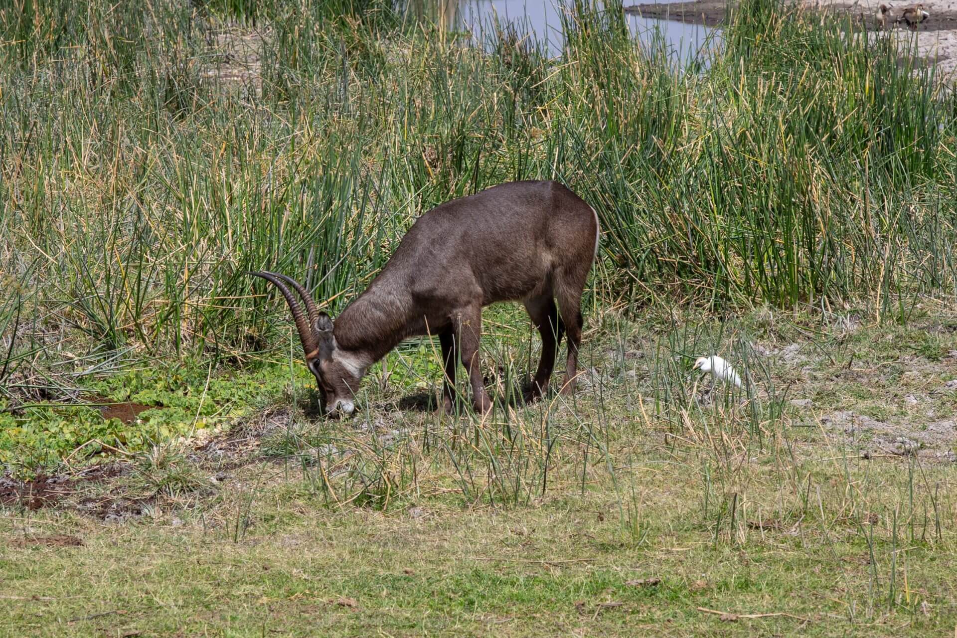 waterbuck amboseli
