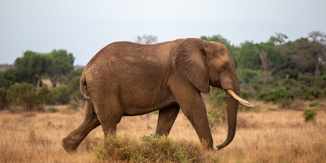 COME ORGANIZZARE UN SAFARI IN KENYA