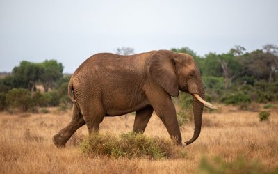 COME ORGANIZZARE UN SAFARI IN KENYA