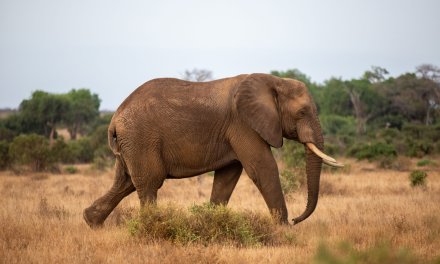 COME ORGANIZZARE UN SAFARI IN KENYA