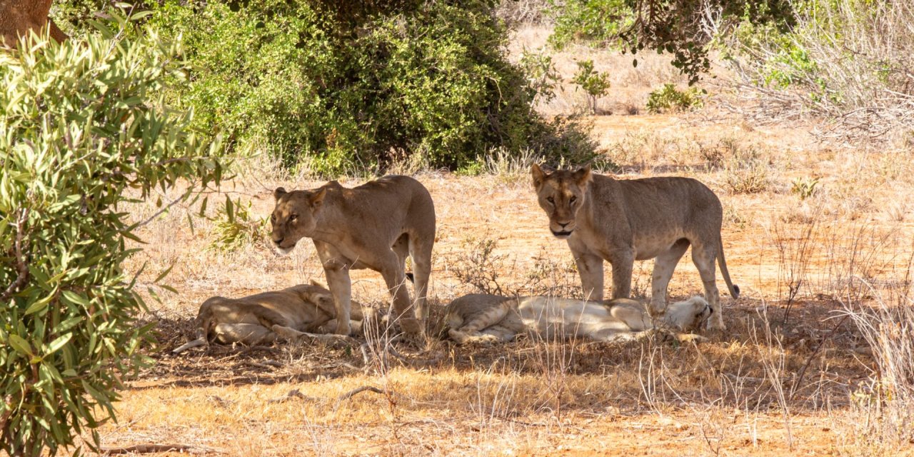 Kenya // Tsavo Est