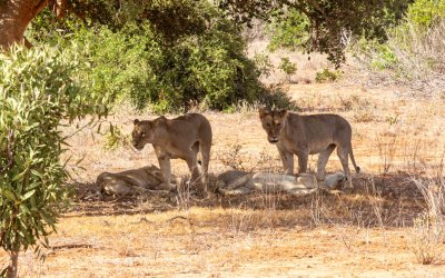 Kenya // Tsavo Est