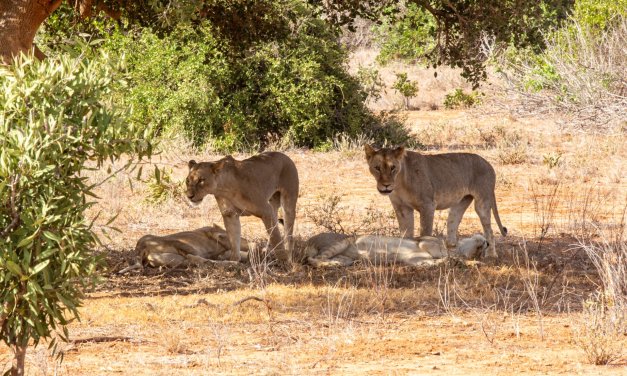 Kenya // Tsavo Est